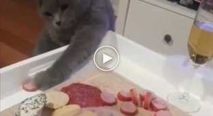 Марні спроби кота вкрасти шматок ковбаси