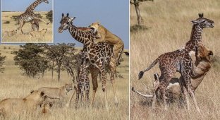 Борьба за выживание: стая львов против семейства жирафов (10 фото)