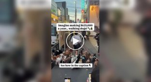 Выгульщик собак в Японии