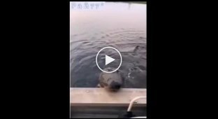 Alligator, jumping into the boat, seriously amused the tourists