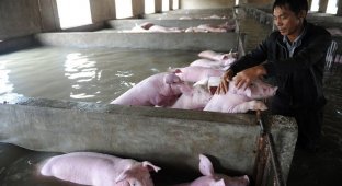 Слезы фермера, вынужденного оставить умирать 6000 своих свиней из-за наводнения (5 фото)