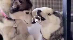 Высокие чувства у хаски