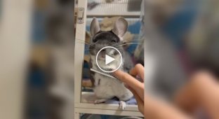 Attention, the chinchilla was combed