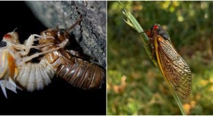 For the first time in two centuries: an “invasion” of cicadas is expected in the USA (6 photos)
