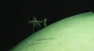 Goosebumps: a detailed description of all levels of the ocean (14 photos)