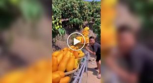 Mango picking in Thailand