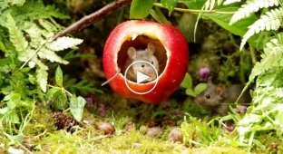 House-apple for a family of rodents