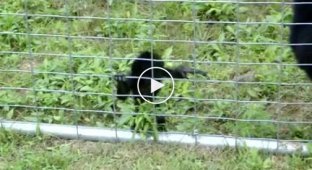 Маленькая обезьянка пытается залезть на забор