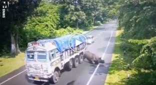 In India, a rhinoceros ran onto the road and crashed into a truck
