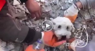 In Turkey, a dog was rescued from the rubble, which miraculously survived