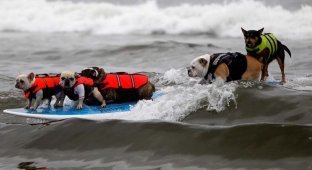 Соревнование по собачьему серфингу (15 фото)