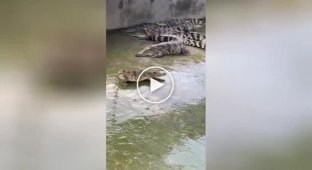 Crocopes: a crocodile without a tail with a rare congenital mutation was filmed on video