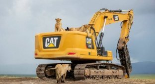 Прикольные картинки. Выпуск 3854