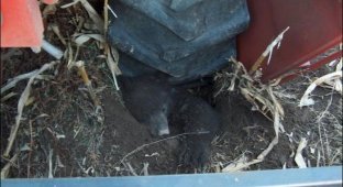 Комбайн убил медведя (3 фото)