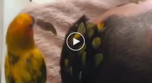 Готов отдать с себя последнее перо