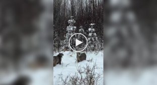 Дикі рисі поводяться як звичайні домашні коти