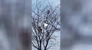 Пес и кот забрались на дерево
