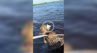 Fisherman fishes out and saves baby jaguar