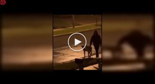 An unusual walk: witnesses mistook the dog for a hyena