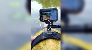 A minute in the life of a turtle