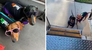 Водитель службы доставки взял в компаньоны своих такс (7 фото)