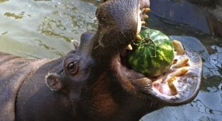 Steel jaws: 10 animals with the most powerful bites (11 photos)