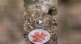 Outplayed and destroyed: turtle drags away entire plate of goodies