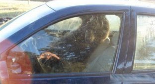 Медведь устроился в машине (3 фото)