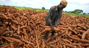 Полмиллиарда жителей Земли употребляют смертельно опасный продукт (6 фото)
