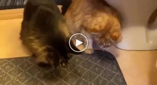 The cat scared his nervous relative