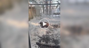 Реакция кошек на куницу за стеклом