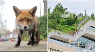Foxes terrorize the British office of Google (3 photos)