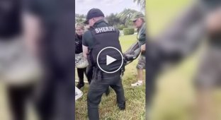 Alligator stuck in a folding chair