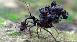The Lord of Death in Ant Society: What happens when a body collector comes to the hive? (8 photos)