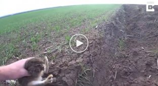 Тракторист спас спрятавшегося в поле зайца