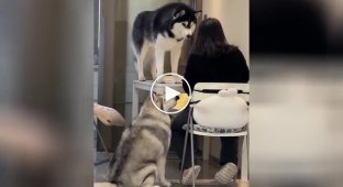 “Eat, we don’t interfere”: huskies that amaze with their impudence