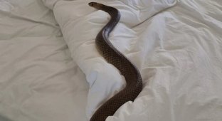 Poisonous snakes get into bed with Australians (3 photos)