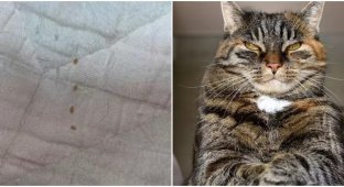 The owner saw “grains” on the bed that the cat left (5 photos)