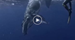 Мечта на будущее: поплавать с китами