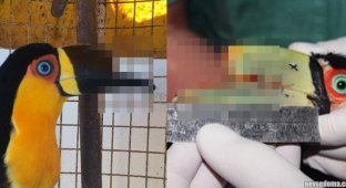 Тукану, ставшему жертвой жестокого обращения, сделали протез клюва (2 фото + 1 видео)