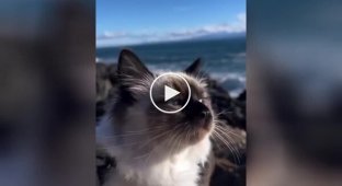 The cat enjoys the sea air
