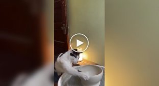 Пухнаста творча особистість