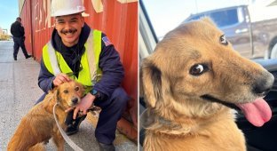 A dog who had been sitting in a closed container for more than a week was rescued in the USA (3 photos + 1 video)