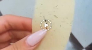 Почему не стоит кормить свиней сыром