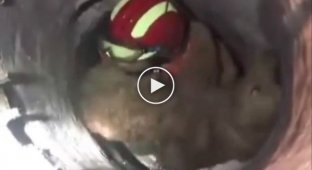 A dog expresses his gratitude in the sweetest way after being rescued from a deep well