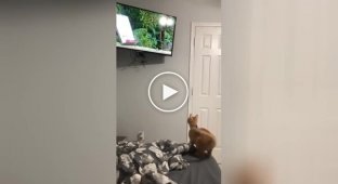 “I’ll catch you!”: the kitten decided to hunt, but failed