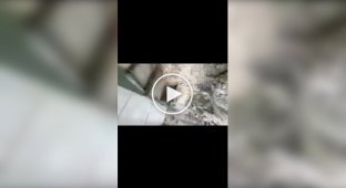 A girl accidentally dropped her phone into a baboon enclosure