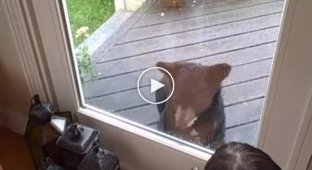 Медведь пришел в гости к коту