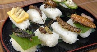 Суши с насекомыми (15 фото)
