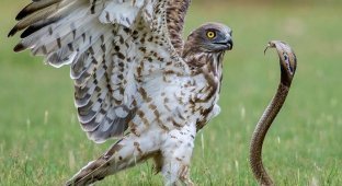 Змееяд: пернатый хищник, охотящийся на ядовитых змей (10 фото)